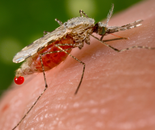 Anopheles Mosquitoes