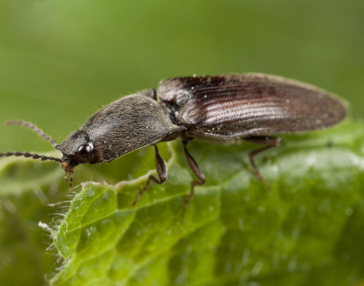 Click Beetle